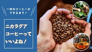 【ニカラグア】一杯のコーヒーができるまで～コーヒーの国「ニカラグア」の動画と写真で詳しく説明！～From Seed to Cup: Coffee in Nicaragua