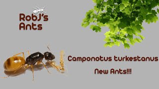 Camponotus turkestanus | New Colony Introduction