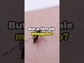 why only female mosquitoes bite