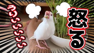 【何見とんじゃい！】ブチ切れながら豆苗に食いつく最強文鳥文ちゃん