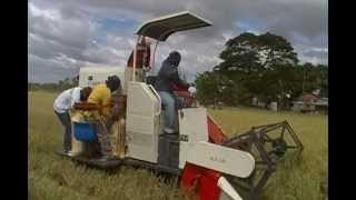 FT Rice Combine Harvester in Action