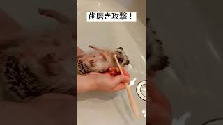 制裁を受けるハリネズミ