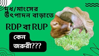 গবাদিপশুর দুধ বা মাংস বৃদ্ধিতে RDP বা RUP কেন গুরুত্বপূর্ণ? #cattle #cow #buffalo #RDP #RUP #sheep