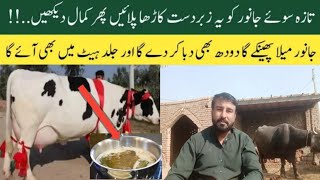 Taza sui gaye Bhains k liye Best kaarha bananay ka tarika|Dairy farming |Saqib vlogs