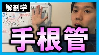 【基礎から勉強・解剖学】手根管【理学療法士・作業療法士】