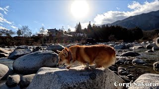 ポカポカ天気に誘われて今日が泳ぎ初めのコーギー / Enticed by the warm sunshine, the corgi had its first swim of the year.