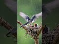 비로부터 새끼를 보호하는 엄마 긴꼬리까치 red billed blue magpie