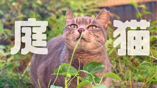 【庭の野良猫】遊びに来た野良猫と心温まるひととき