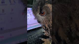 今日のジュニ君🦉構って #ジュニちゃん #owl #cuteanimal