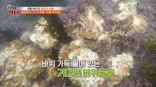 바다에 숨어있는 ‘바위굴’의 향연! [뉴 코리아 헌터] 84회 20180108