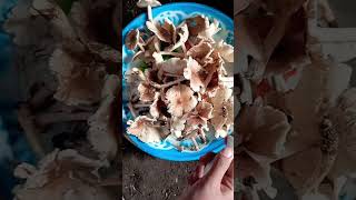 It's really fun to harvest wild mushrooms in your yard. #short #villagepeople #wild mushrooms