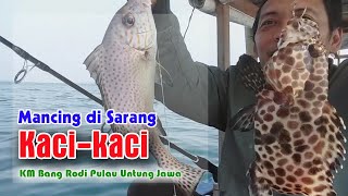 Mancing Ikan disarang Kaci-kaci - KM Bang Rodi Pulau Untung Jawa