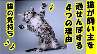 猫の気持ち習性・猫が飼い主を通せんぼする4つの気持ち・招き猫ちゃんねる