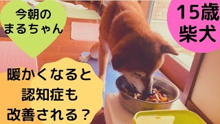 今朝のまるちゃん、食べます。散歩の時におしっこもうんち💩ちゃんもします。認知が後退しました？？？