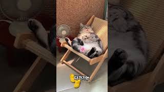 손가락 하나로 초보집사가 고양이랑 친해지는법 #고양이 #고양이일상 #고양이영상 #동물 #cat