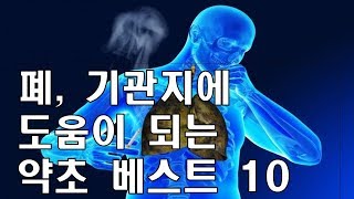 (약초)폐,기관지에 도움이 되는 약초 베스트10