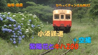 小湊鉄道と紫陽花（あじさい）①　ひらっくチャンネルNEXT「秘境・絶景」シーズン114－1