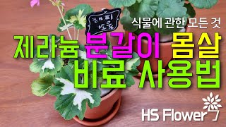 제라늄 비료 사용법과 토분 분갈이  (언박싱) [HS플라워]