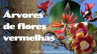 10 árvores de flores vermelhas