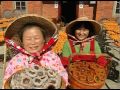 sweet taiwan persimmons