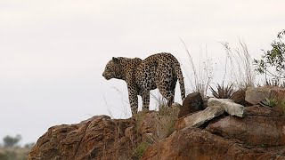 Leopard on Top of the 'Famed' Lubyelubye Rocks