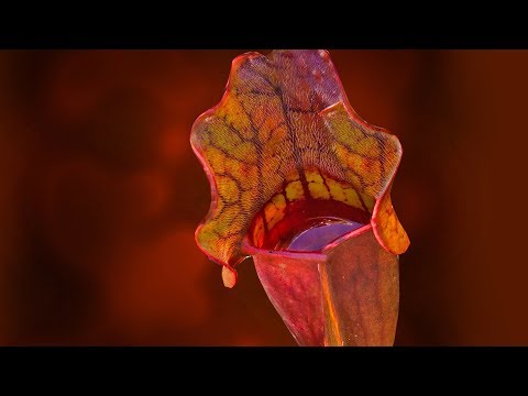 Where can Pitcher plants be found?
