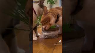 【猫動画】猫草をめぐる闘い　#shorts #猫