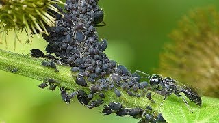 Wasp Takes An Aphid