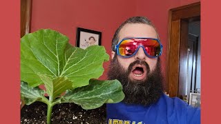 Giant Pumpkin Seed Starting for Beginners!