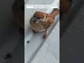 This man rescued a sparrow that was suffering from heatstroke and raised it. #animalshorts