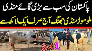 Today Malumor Mandi Jhang Rates Update | Cows Fresh Rates Update | Cow Mandi 2025