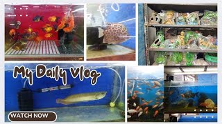 INSHA AQUARIUM LOCATED IN HYDERABAD/EXOTIC FISHES IS AVAILABLE/AQUARIUM AND ALL ACCESSORIES