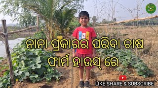 ପରିବା ଚାଷ ଫାର୍ମ ହାଉସ ରେ I Fresh Vegetables in Farm House #farmhouse #vegetables #chill #enjoy