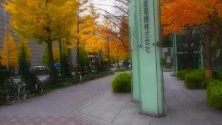 東京　丸の内　オフィス街の紅葉　２０１５．１２．８　Marunouchi Tokyo