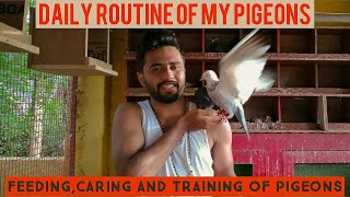 PIGEONS CARING TIPS|EP-04-TIME\u0026CARE/HOW TO IDENTIFY DISEASE SYMPTOMS??| புறா வளர்ப்பு முறை-7|@10mins