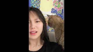 疫情隔离期间猫咪患上异食癖，喜欢啃主人的头发，这种咋治呀？ #006