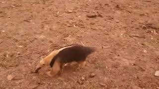 Southern Tamandua - Tamandua tetradactyla by Soeli