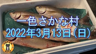 【春と鮫の共演】イサキ・メバル・サヨリなどの春の魚がチラホラ出始めました／アサリは少々高値傾向／真牡蠣は安定の安さと高品質／2022年3月13日／一色さかな村の風景