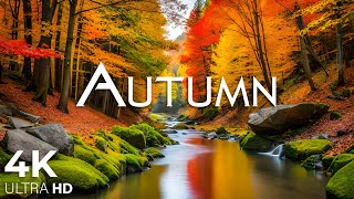 Enchanting Autumn Forests with Beautiful Piano Music🍁4K Autumn Ambience \u0026 Fall Foliage