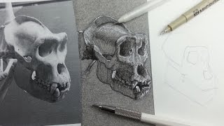 How to draw an ape skull | Black & White Ink on Charcoal Background