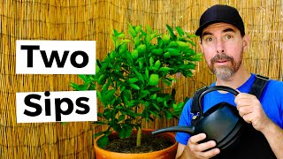 HOW TO FERTILIZE CONTAINER CITRUS TREES