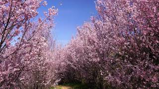 花見山に花の季節が来た(福島市)・2021/03/24