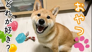 [Shiba Inu] This Shiba Inu loves treats so much that his smile is angelic!