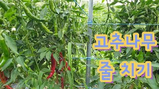 친환경 유기농법으로 재배하는 고추 | 줄 치기