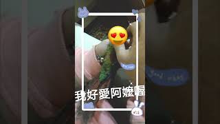 麻糬幼mochiyo我是阿嬤手心裡的寶，綠頰小太陽mochiyo, I'm the treasure in grandma's hand, green-cheeked sun parrot