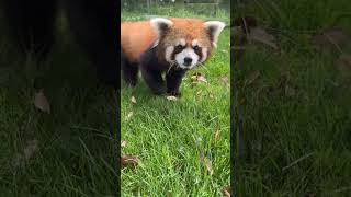 I'm cute but I'm also fierce👿 #redpanda #animals #zoo #cute #adorable #cuteanimals #panda