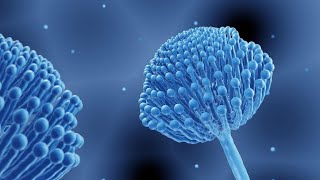 Biosynthesis and Characterization of Selenium Nanoparticles Using Ethanol Extract of Bee Propolis