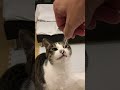 猫は綿棒がお好き　その２