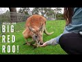 We finally saw Kangaroos and Koalas at Cleland Wildlife Park, Australia! | Vlog |