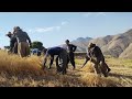 harvesting wheat in the traditional way nomadic life 2023